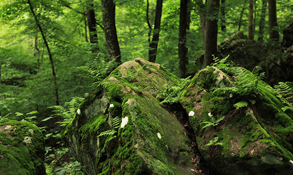 Shawnee National Forest Ferne Clyffe State Park