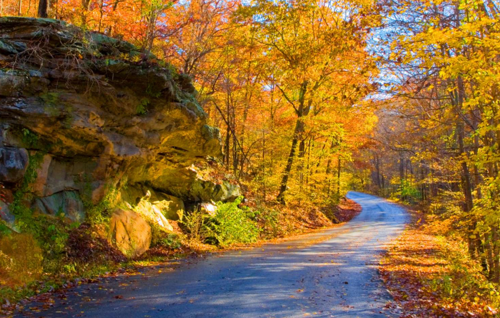 Yellow and orange leaves on trees