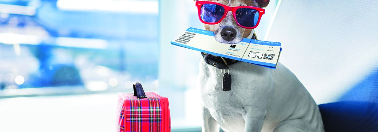 Dog at airport with luggage