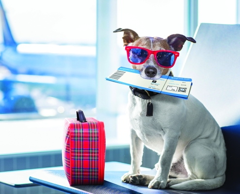 Dog at airport with luggage