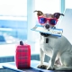 Dog at airport with luggage