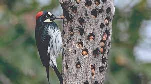 Woodpecker eating acorns from tree