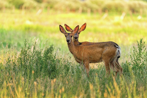 Two young deer standing in a field of grass