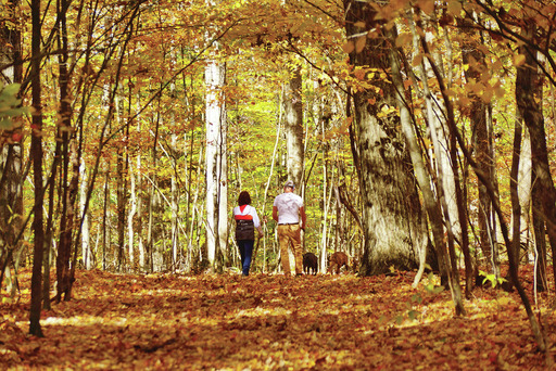 Man and woman walking in forest during fall season